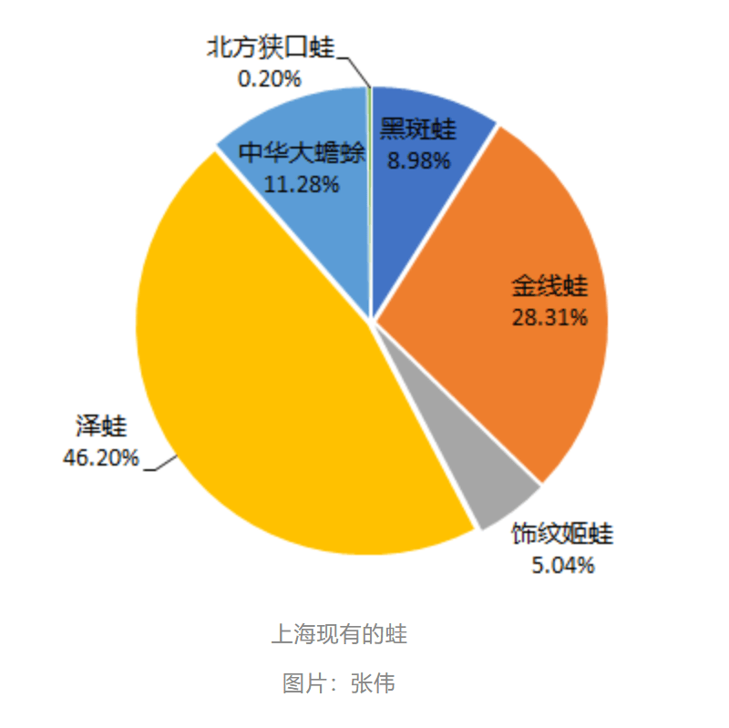 皇冠会员如何申请_曾经遍地的“田鸡”十几年看不到一只皇冠会员如何申请,国家二级保护动物正拼命回归