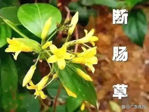 Authentic Crown Credit Network _广东一老人买药材煲汤中毒身亡 当地:店铺误售断肠草Authentic Crown Credit Network ,老板被拘留