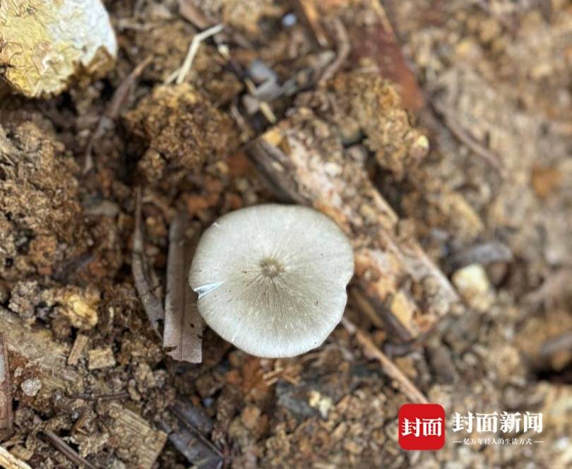 信用盘如何申请
_价格腰斩信用盘如何申请
!四川人即将实现鸡枞菌自由