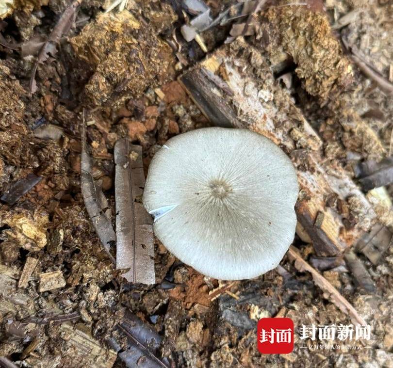 信用盘如何申请
_价格腰斩信用盘如何申请
!四川人即将实现鸡枞菌自由
