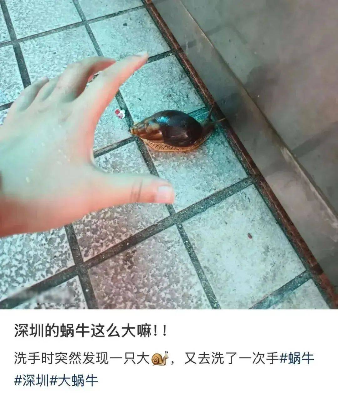 皇冠信用網代理
_别碰!别吃!别养!一只就携带100条虫皇冠信用網代理
,看到赶紧远离
