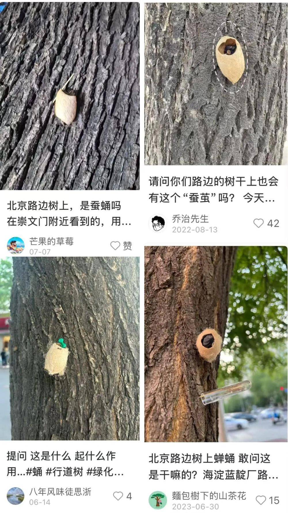 皇冠信用網平台出租_在北京路边看到这种黑色的蛹千万别动 网友:有“编制”