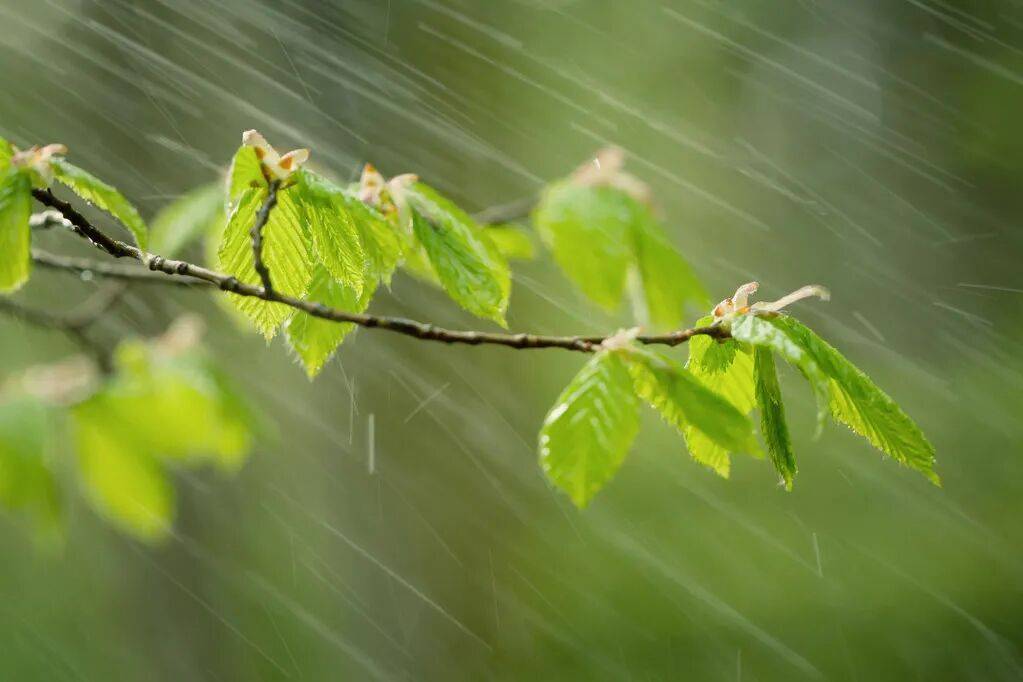 怎么注册皇冠信用盘_明天我市有雷雨天气怎么注册皇冠信用盘,部分地区中雨,午后阵风风力大
