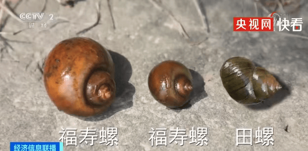 皇冠信用网登123出租_别吃!寄生虫多达6000条皇冠信用网登123出租,近期正大量出现,严重可致死